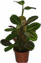 Maranta Maranta ieucorneura