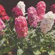 Matthiola incana