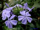 Mavi Yasemin Plumbago Capensis