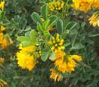Medicago Arborea