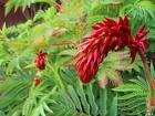 Melianthus Major