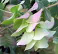 Mercan Köşk Origanum Rotundifolium