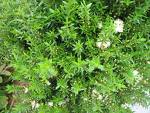 Mersin Myrtus Communis