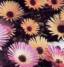 Mesenbryanthemum Albatum