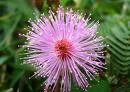 Mimosa Pudica