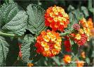Mineçiçeği , Üçortak Lantana Camara