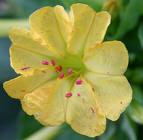 Mirabilis Jalapa
