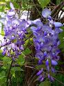 Mor Salkım Wistera Floribunda