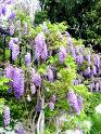 Morsalkım Wisteria Sinensis