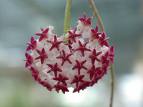 Mum Çiçeği Hoya Carnosa