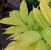 Mürver Sambucus Aurea (Variegate)