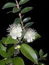 Myrtus Communis