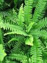 Nephrolepis Exaltata