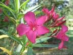 Nerium Oleander