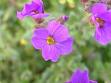 Obrizya Aubrieta Deltoidea L.