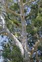 Okaliptüs , Sıtmaağacı Eucalyptus Camaldulensis Dehn