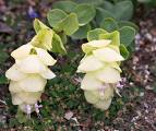 Origanum Rotundifolium