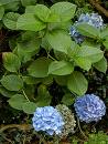 Ortanca Hydrangea Macrophylla
