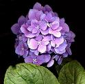 Ortancal Hydrangea Hortensis