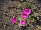 Oxalis Rosea