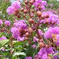 Oyaağacı , Dantelağacı Lagerstroemia indica
