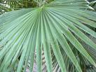 Palmiye Washingtonia Filifera