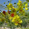 Parkinsonia Aculeata
