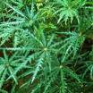 Parmak Aralyası Dizygotheca Elegantissima