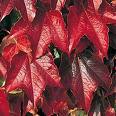 Parthenocissus Tricuspidata