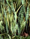 Paşakılıcı Sansevieria Trifasciata