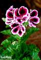 Pelargonium Domesticum