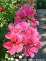 Pelargonium Peltatum