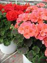 Pelargonium Zonale Hybr.