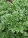 Pelin Artemisia Absinthium