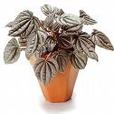 Peperomia Caperata