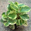 Peperomia Obtusifolia