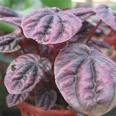 Peperomya Peperomia Caperata