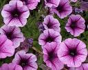 Petunia Hybrida