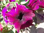 Petunya Petunia Hybrida