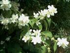 Philadelphus Coronarius