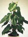 Philoendron Erubescens