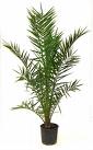 Phoenix Canariensis