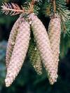 Picea Excelsa