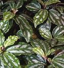 Pilea Cadieri