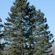 Pinus Maritika