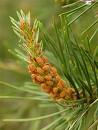 Pinus Nigra