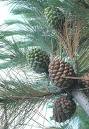 Pinus Pinea