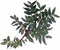 Pistacia Lentiscus Var Latifolius Coss