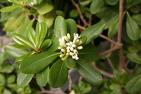 Pitosporum Pittosporum Tobira