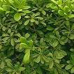 Pittosporum Nanum